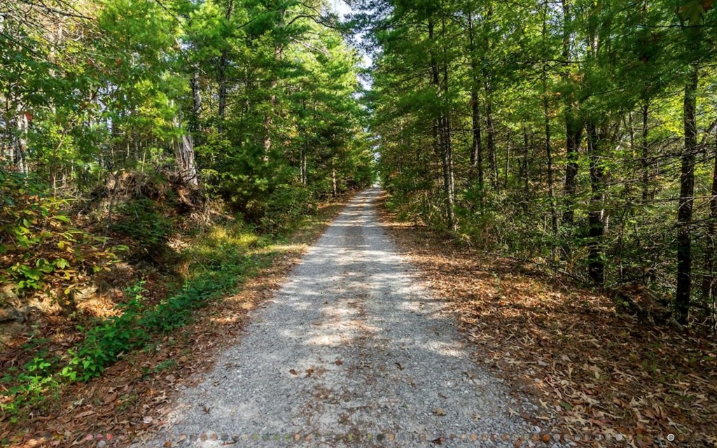 335 Mountain Laurel Lane Blue Ridge, GA 30513 - Photo 65 of 67 a view of a pathway both side of yard