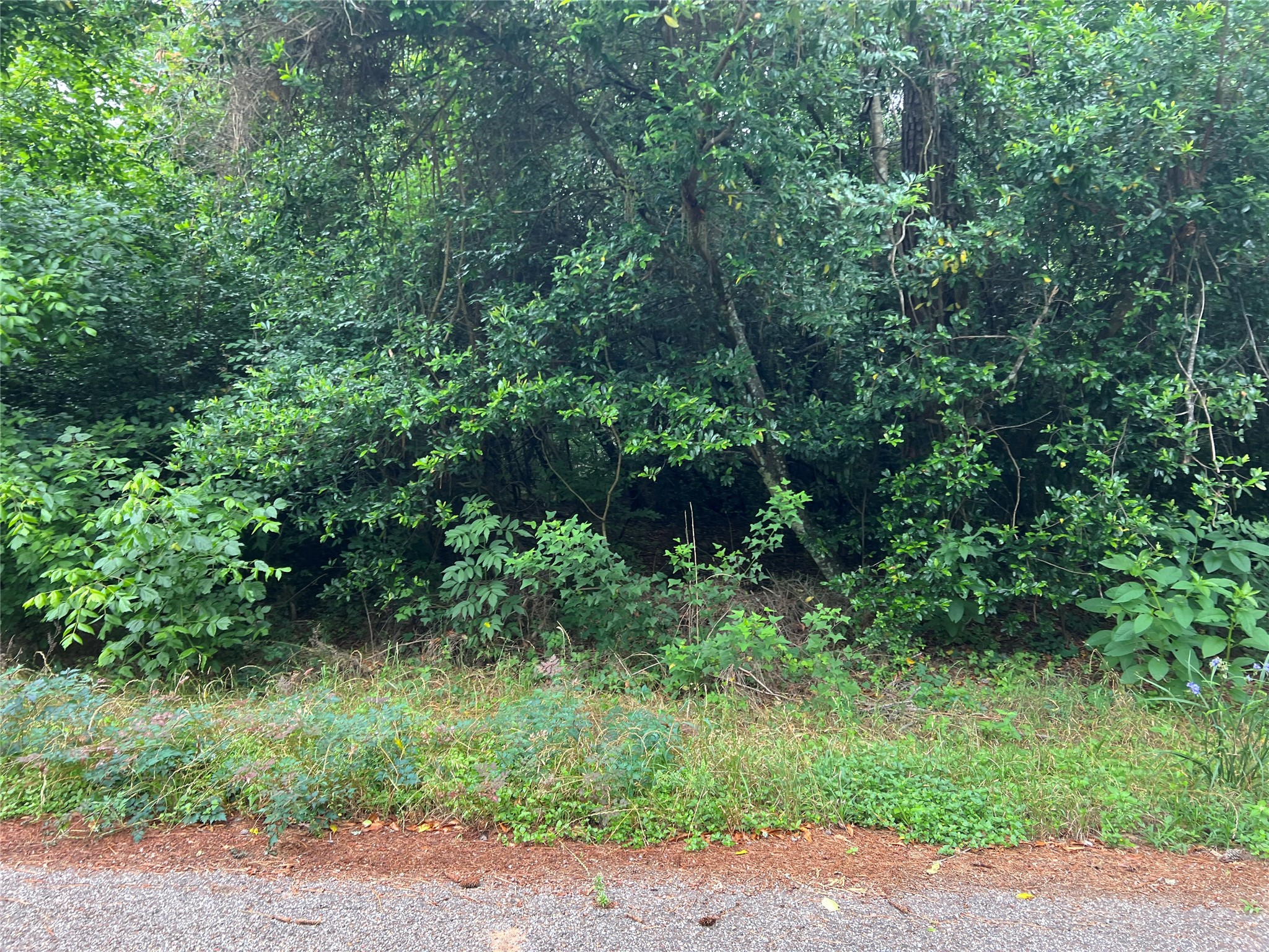 0 Rollingwood Loop Conroe, TX 77303 - Photo 1 of 10 a view of a garden with plants and large trees