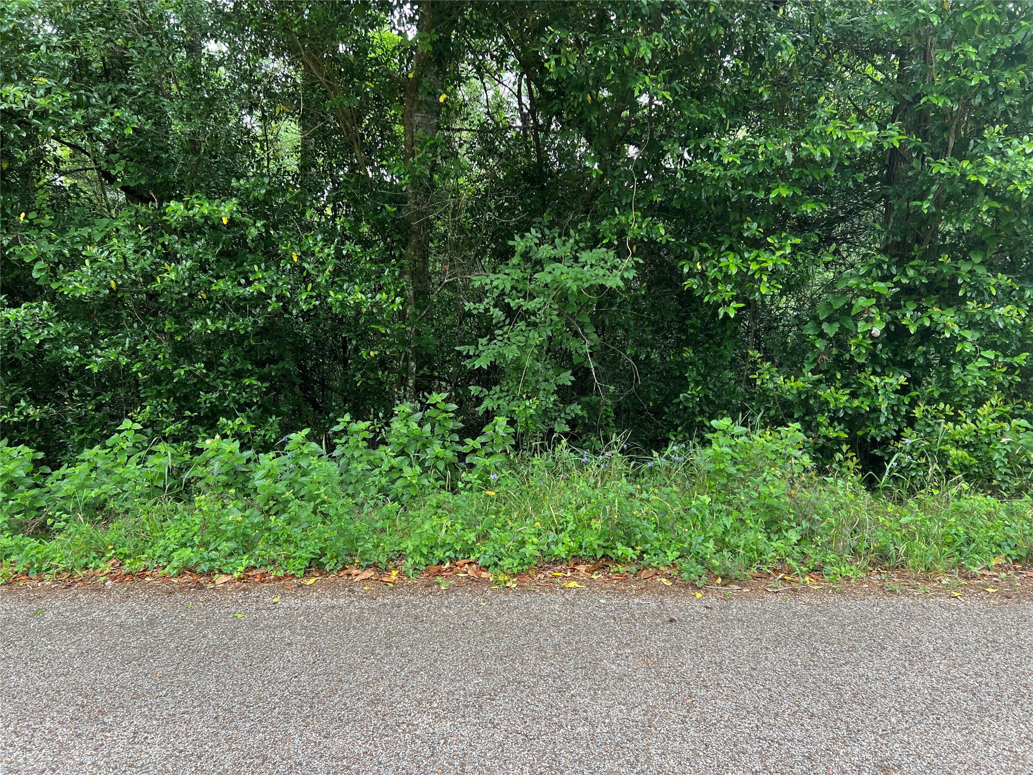 0 Rollingwood Loop Conroe, TX 77303 - Photo 3 of 10 a backyard of a house with a lots of trees and plants