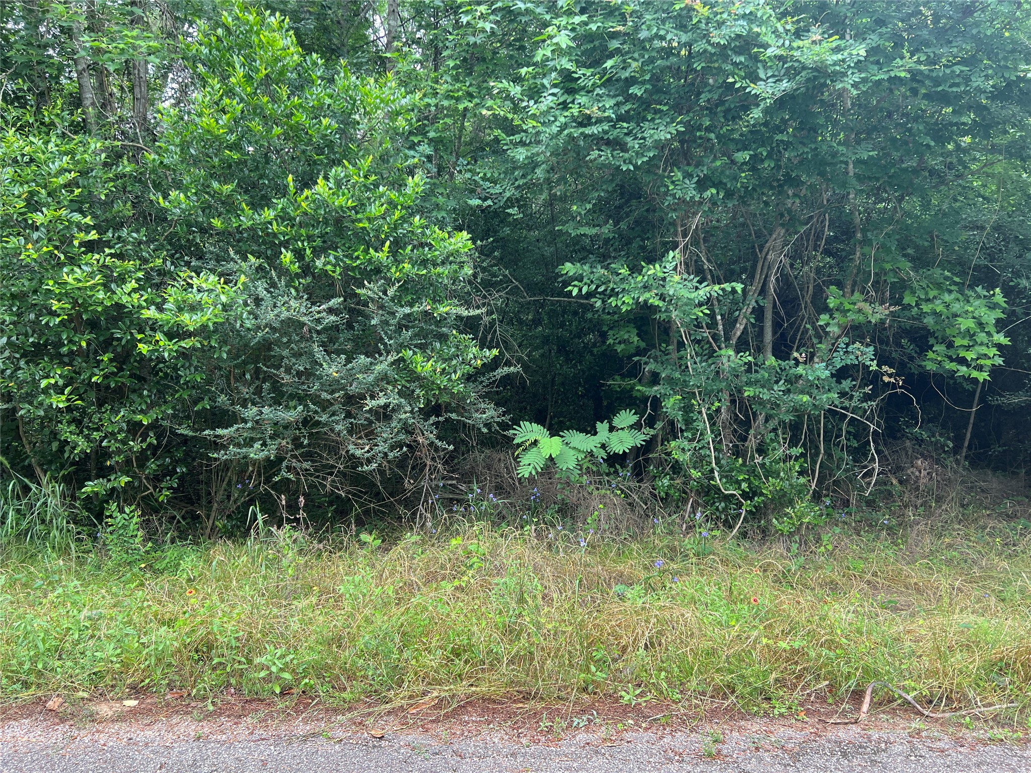 0 Rollingwood Loop Conroe, TX 77303 - Photo 5 of 10 a plant is in middle of garden