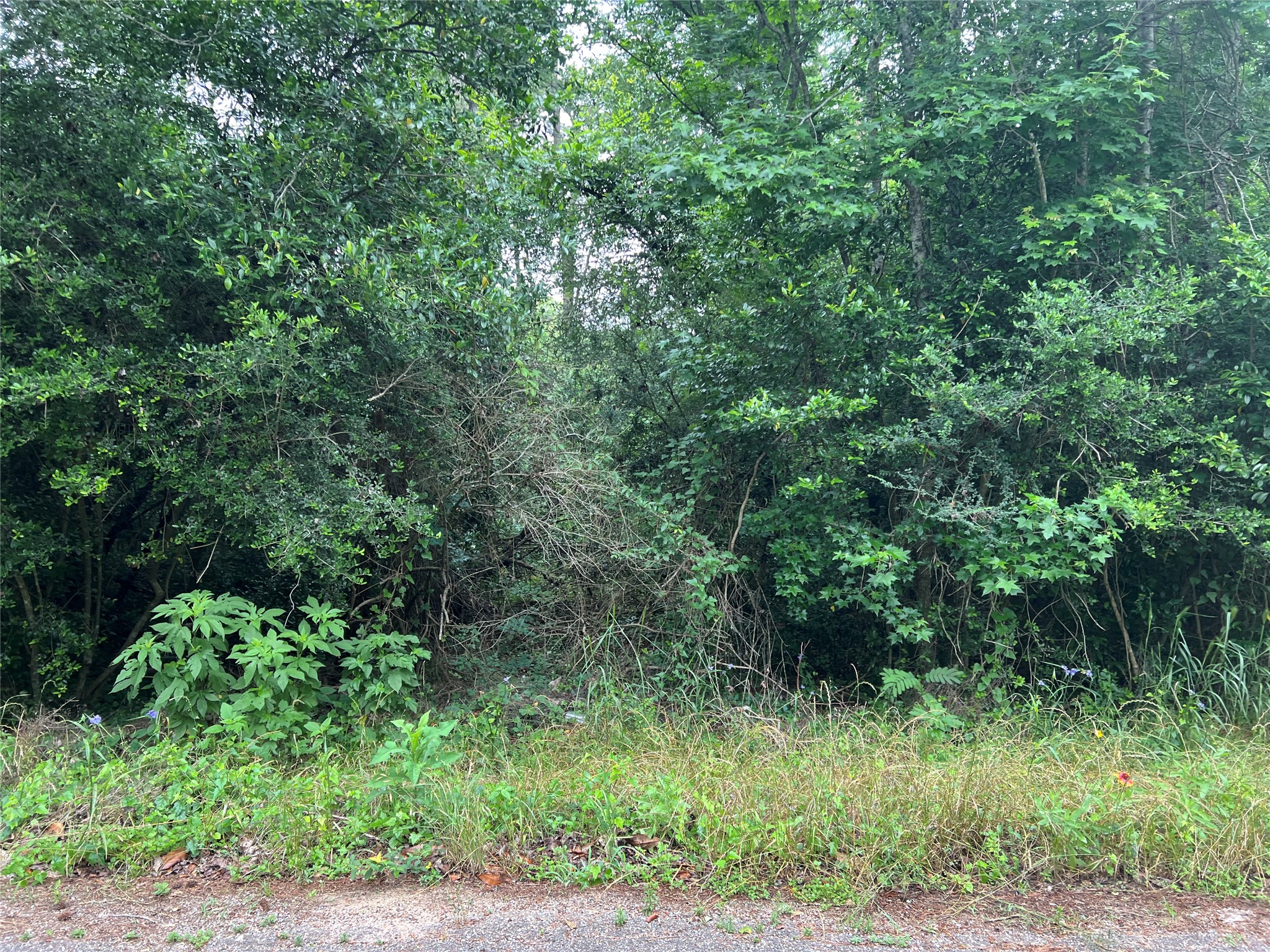 0 Rollingwood Loop Conroe, TX 77303 - Photo 6 of 10 a view of a lush green forest