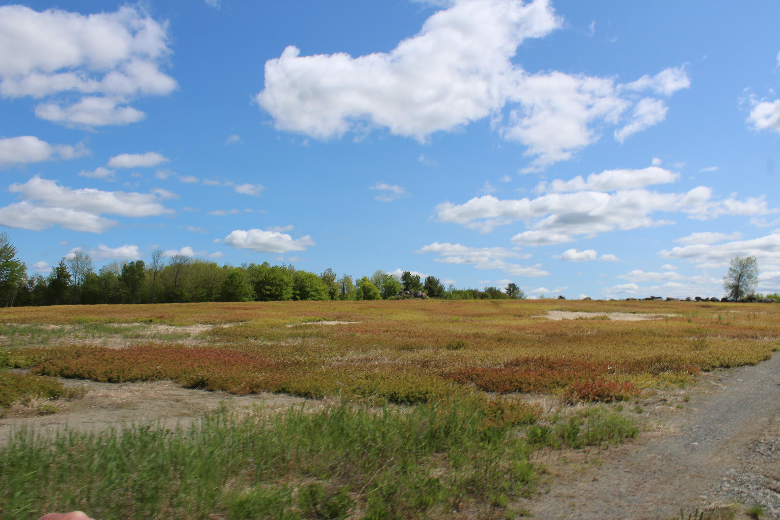 356 Lyford Road Milo, ME 04463 - Photo 63 of 65 blueberry field