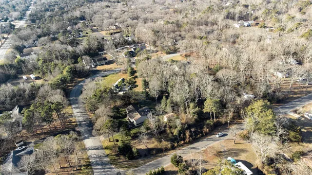 a view of a forest with a tree