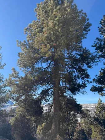 $245,000 | 120 Green Meadows Lane, Placerville, CO 81430