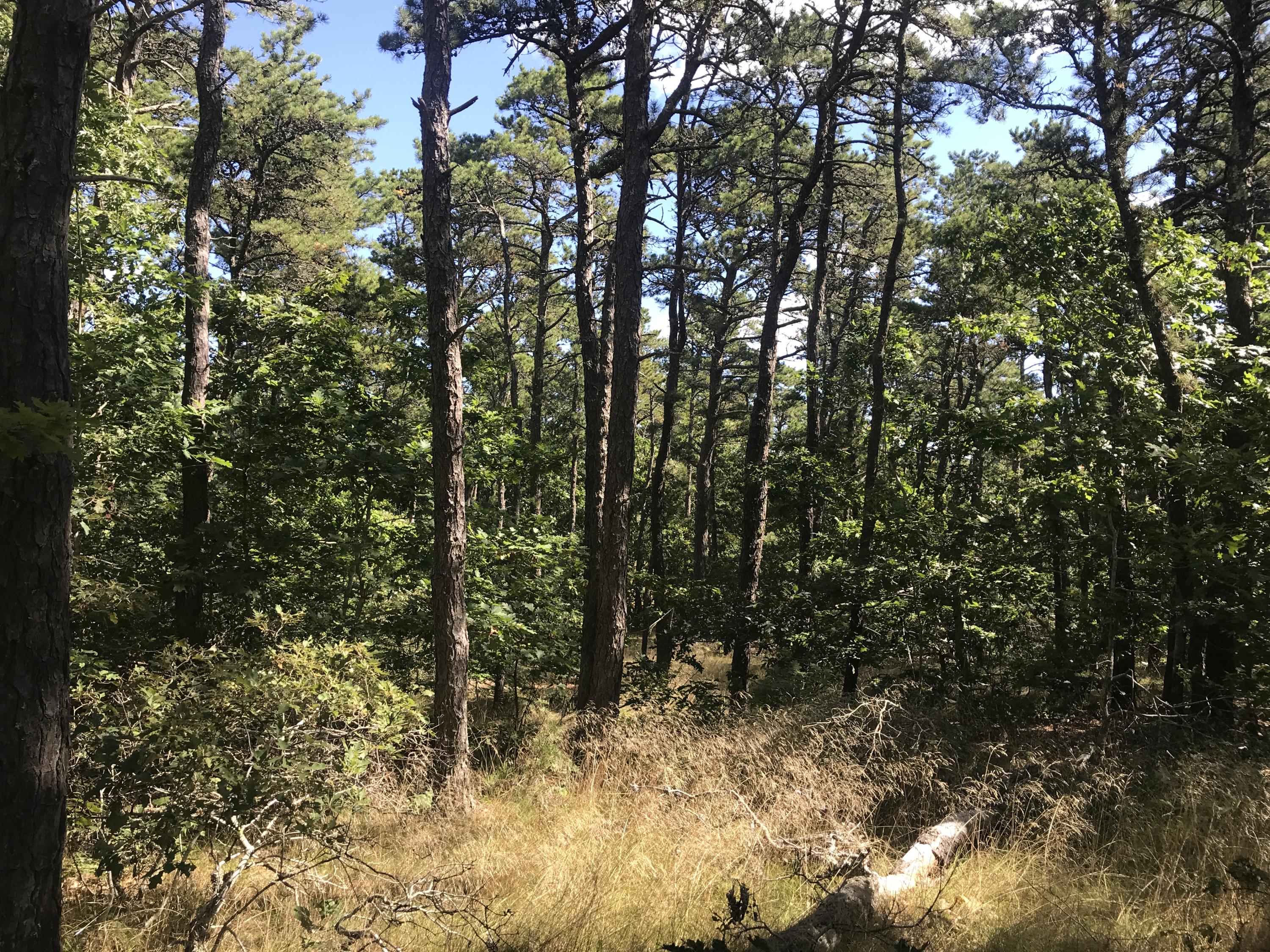 80 Old High Toss Bridge Road Wellfleet, MA 02667 - Photo 3 of 6