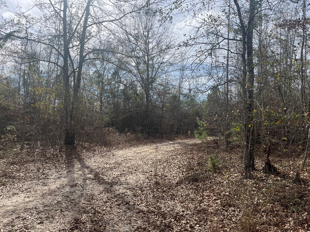 99 County Road 99 Abbeville, AL 36310 - Photo 3 of 4