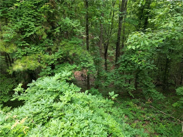 a view of a lush green forest with lots of trees