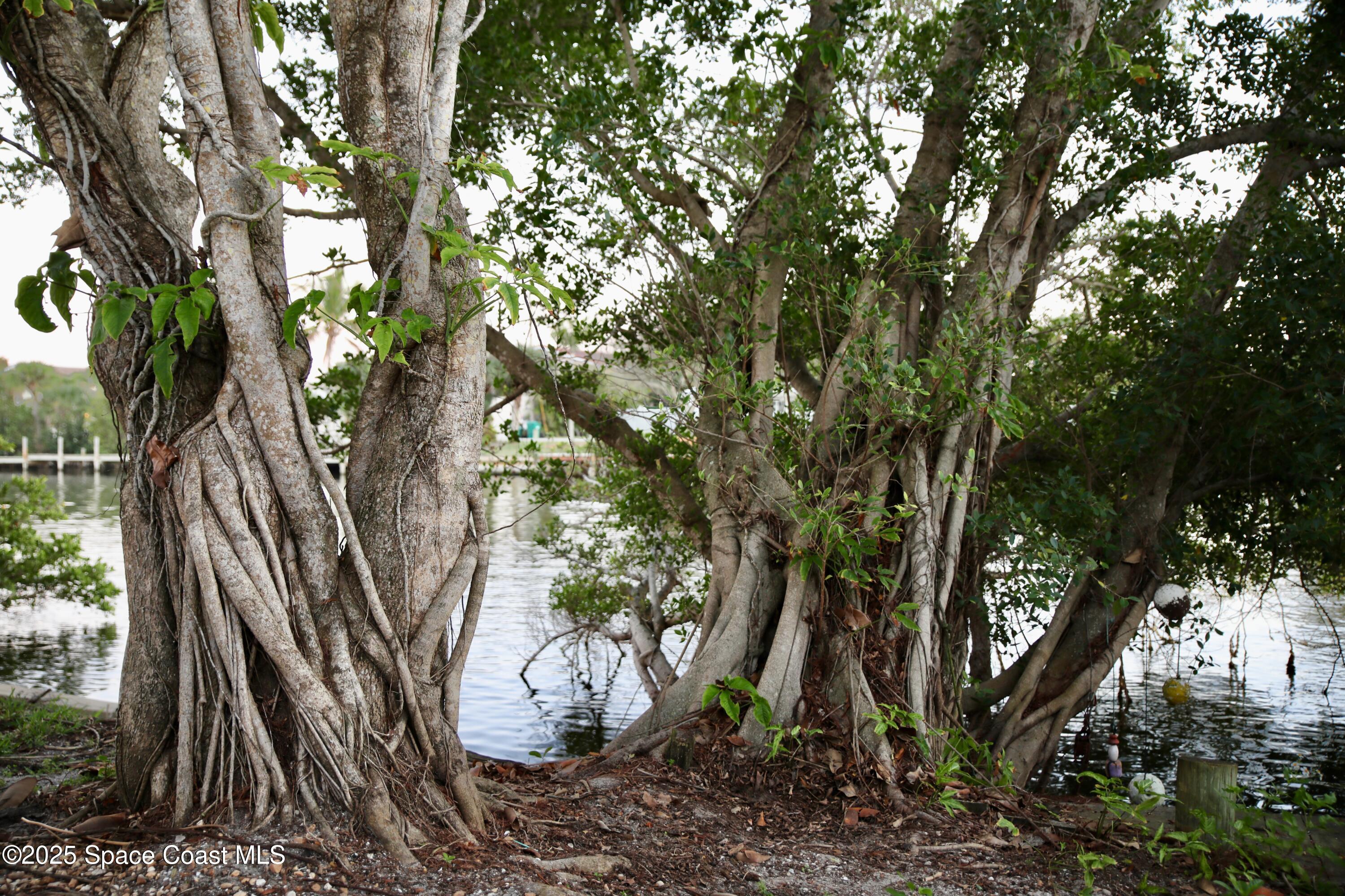 124 Aucila Road Cocoa Beach, FL 32931 - Photo 55 of 58 a view of a tree in the yard