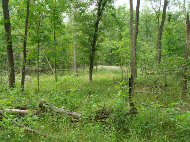 11435 South Croswell Road St. Johns, MI 48879 - Photo 5 of 39 DSC04274