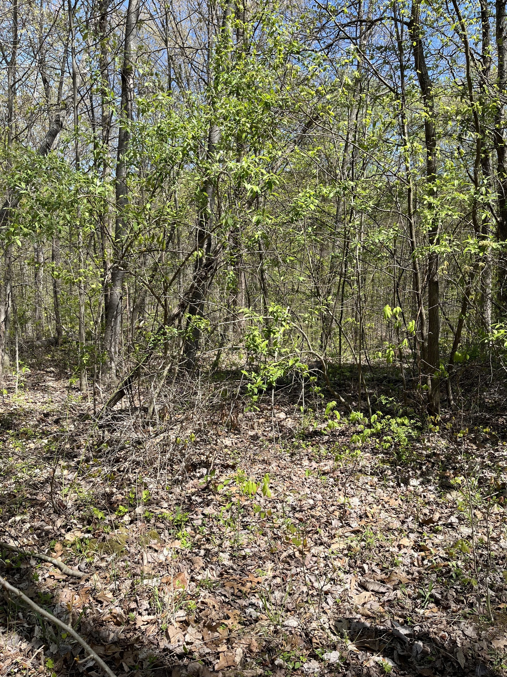 0 Clay Lick Road Nashville, IN 47448 - Photo 1 of 4