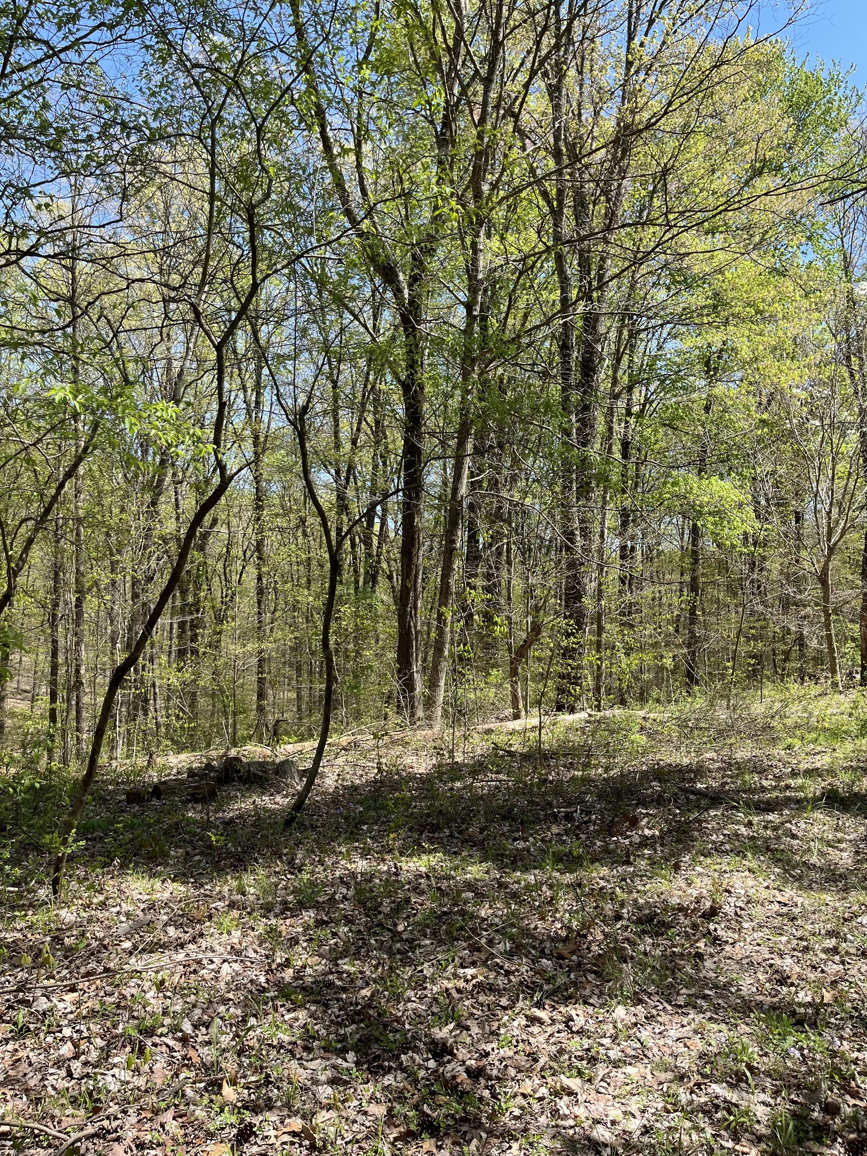 0 Clay Lick Road Nashville, IN 47448 - Photo 2 of 4