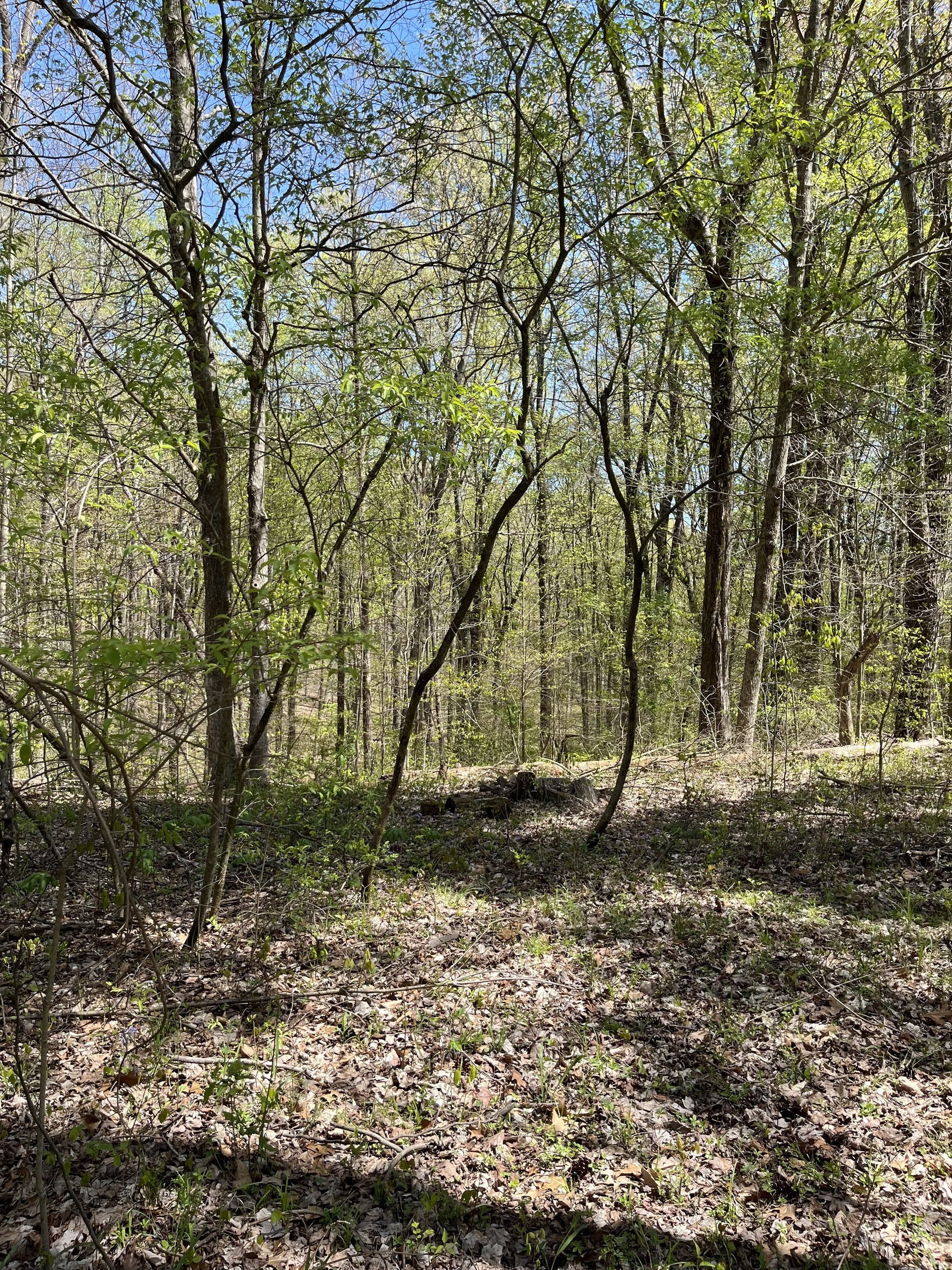 0 Clay Lick Road Nashville, IN 47448 - Photo 3 of 4