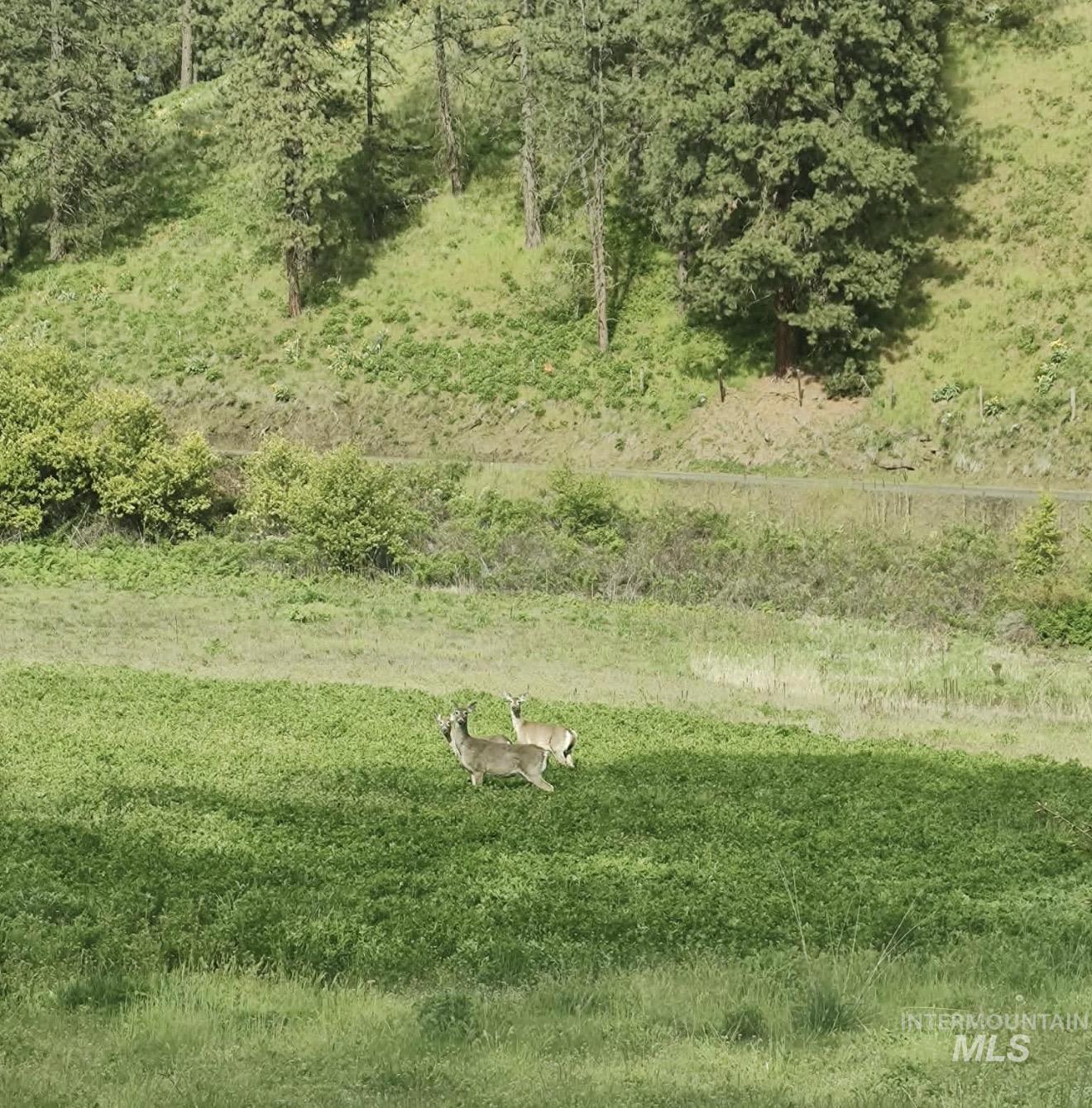 Tbd Eberhardt Road Lenore, ID 83541 - Photo 11 of 16