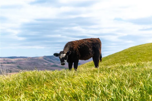 a view of garden with mountain view
