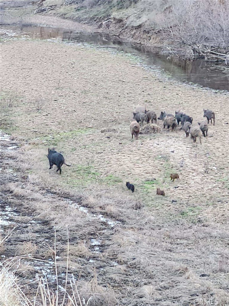 8050 Bitterwater Road Shandon, CA 93461 - Photo 37 of 44