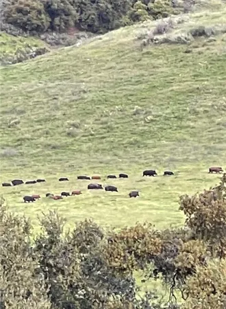 a view of a tree in a yard of a house