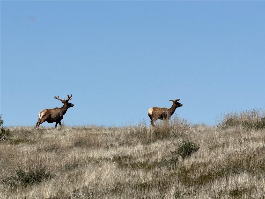 8050 Bitterwater Road Shandon, CA 93461 - Photo 38 of 38