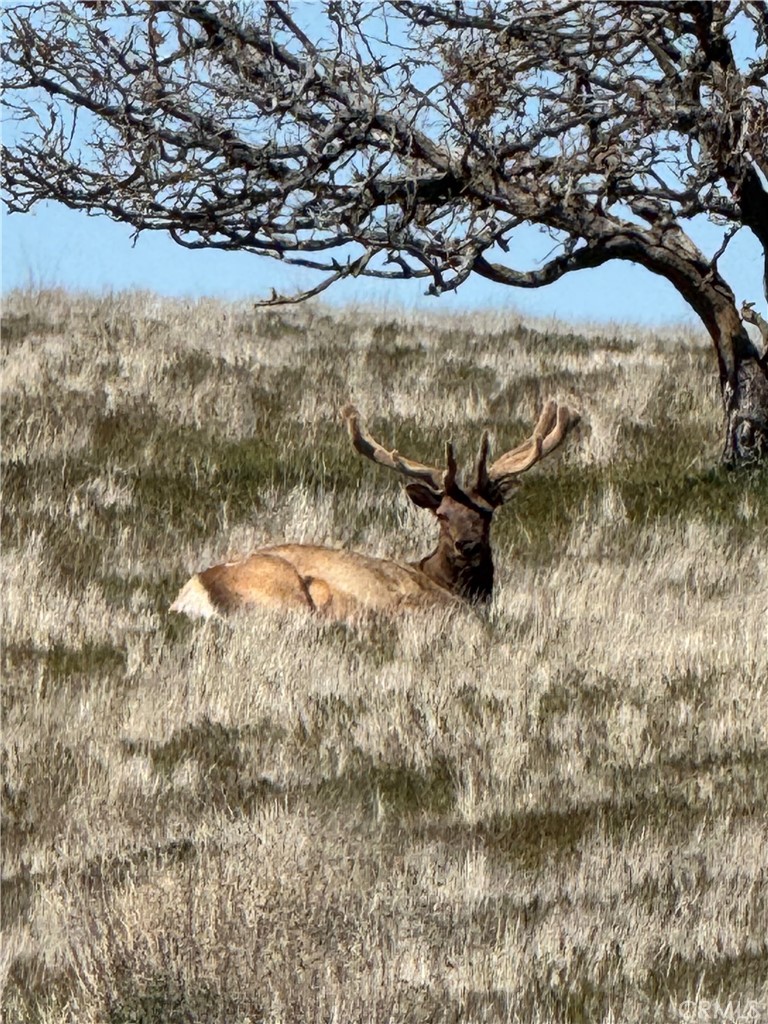 8050 Bitterwater Road Shandon, CA 93461 - Photo 39 of 44