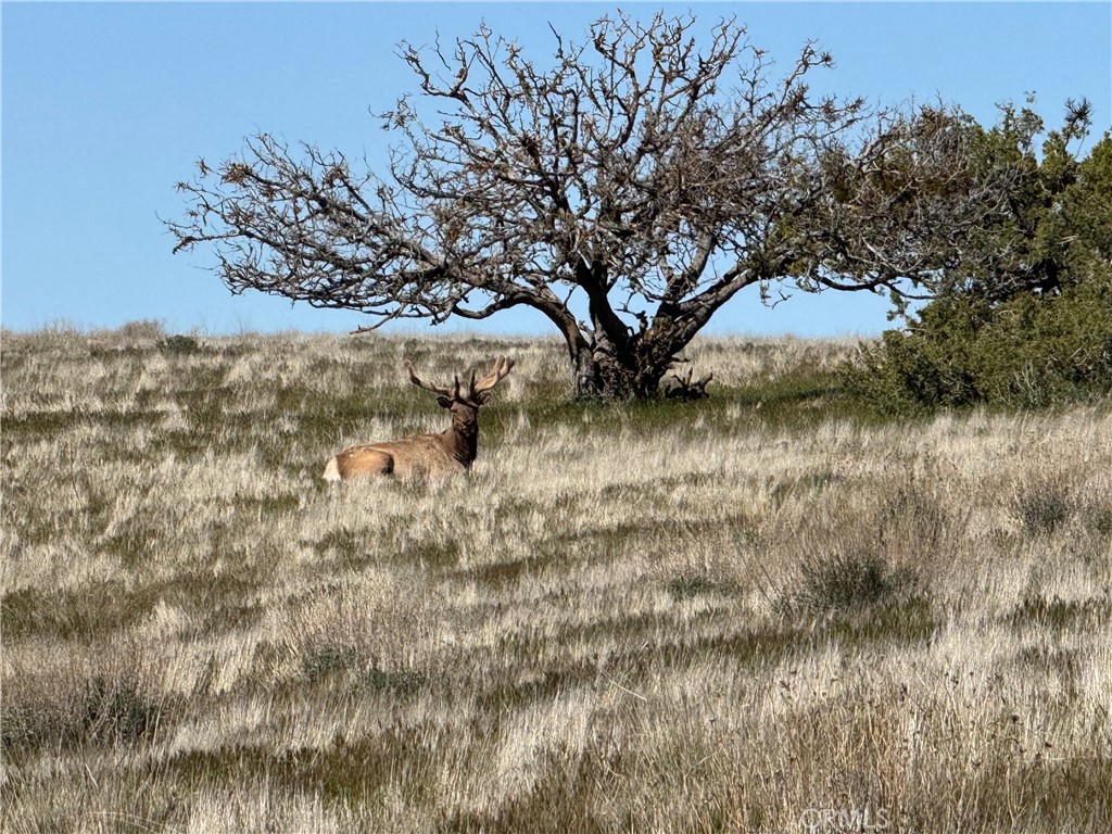 8050 Bitterwater Road Shandon, CA 93461 - Photo 40 of 44
