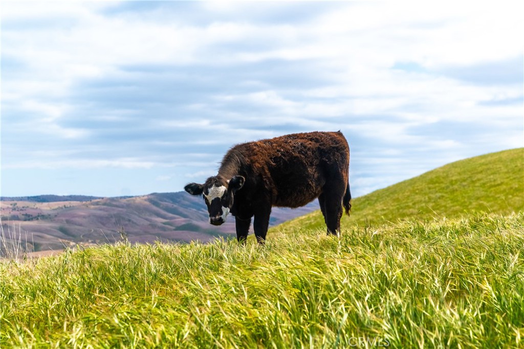 8050 Bitterwater Road Shandon, CA 93461 - Photo 4 of 38