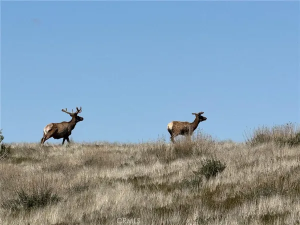 a view of an ocean from a yard