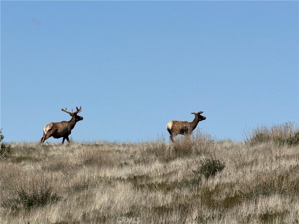8050 Bitterwater Road Shandon, CA 93461 - Photo 41 of 44