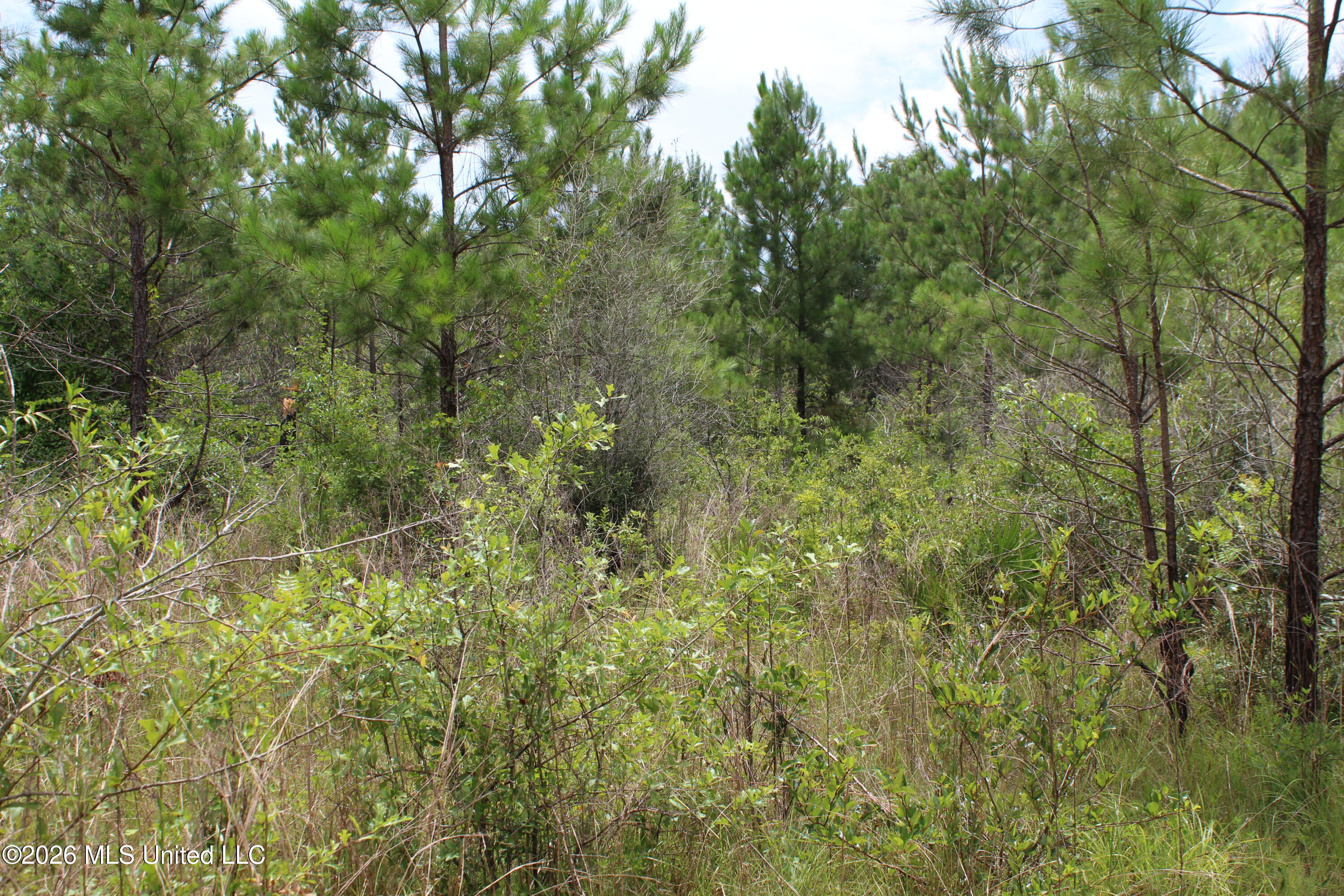 Agricola Latonia Road Lucedale, MS 39452 - Photo 23 of 27 IMG_7250