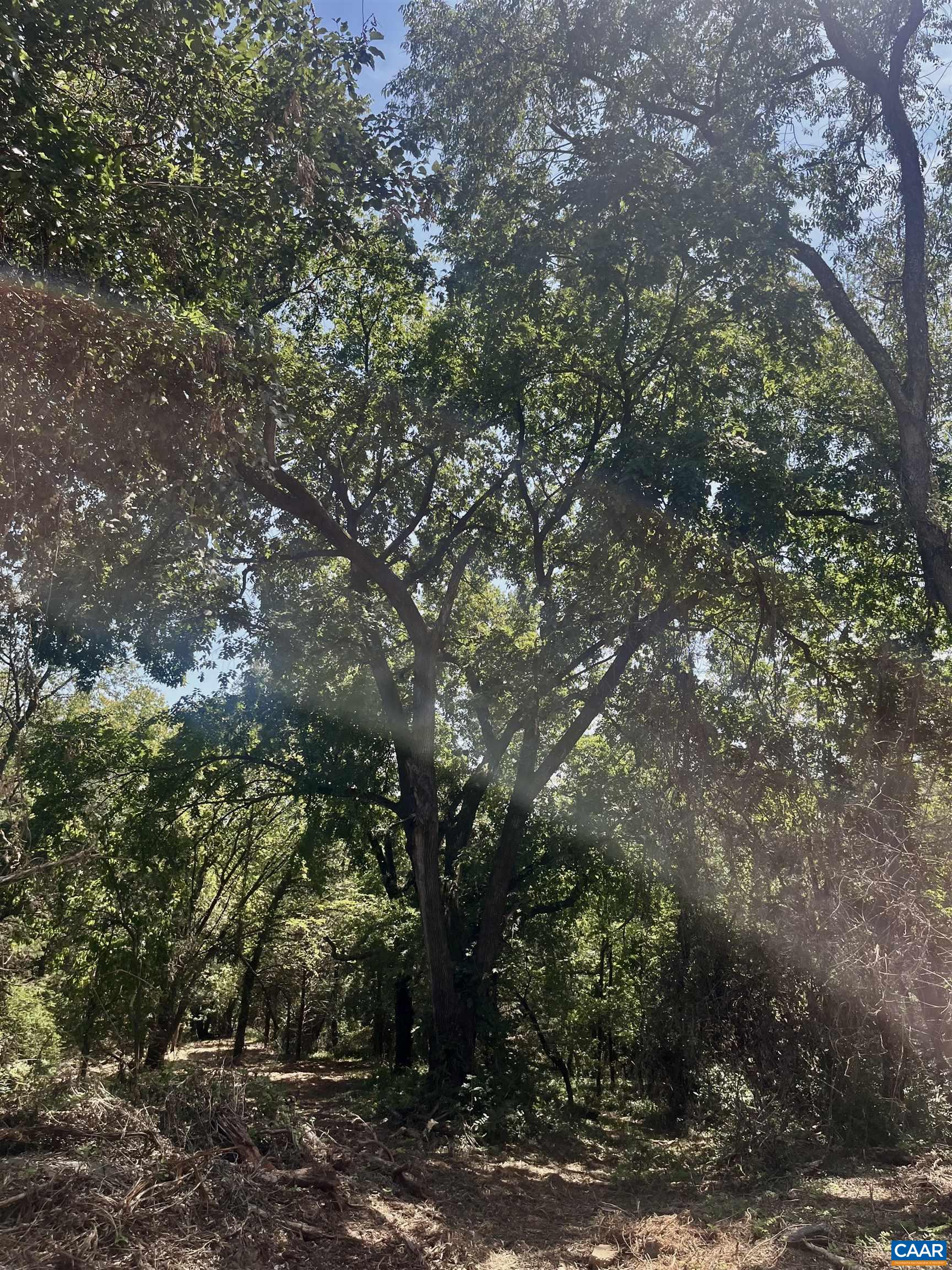 1630 Buck Road Crozet, VA 22932 - Photo 30 of 30 a view of a tree