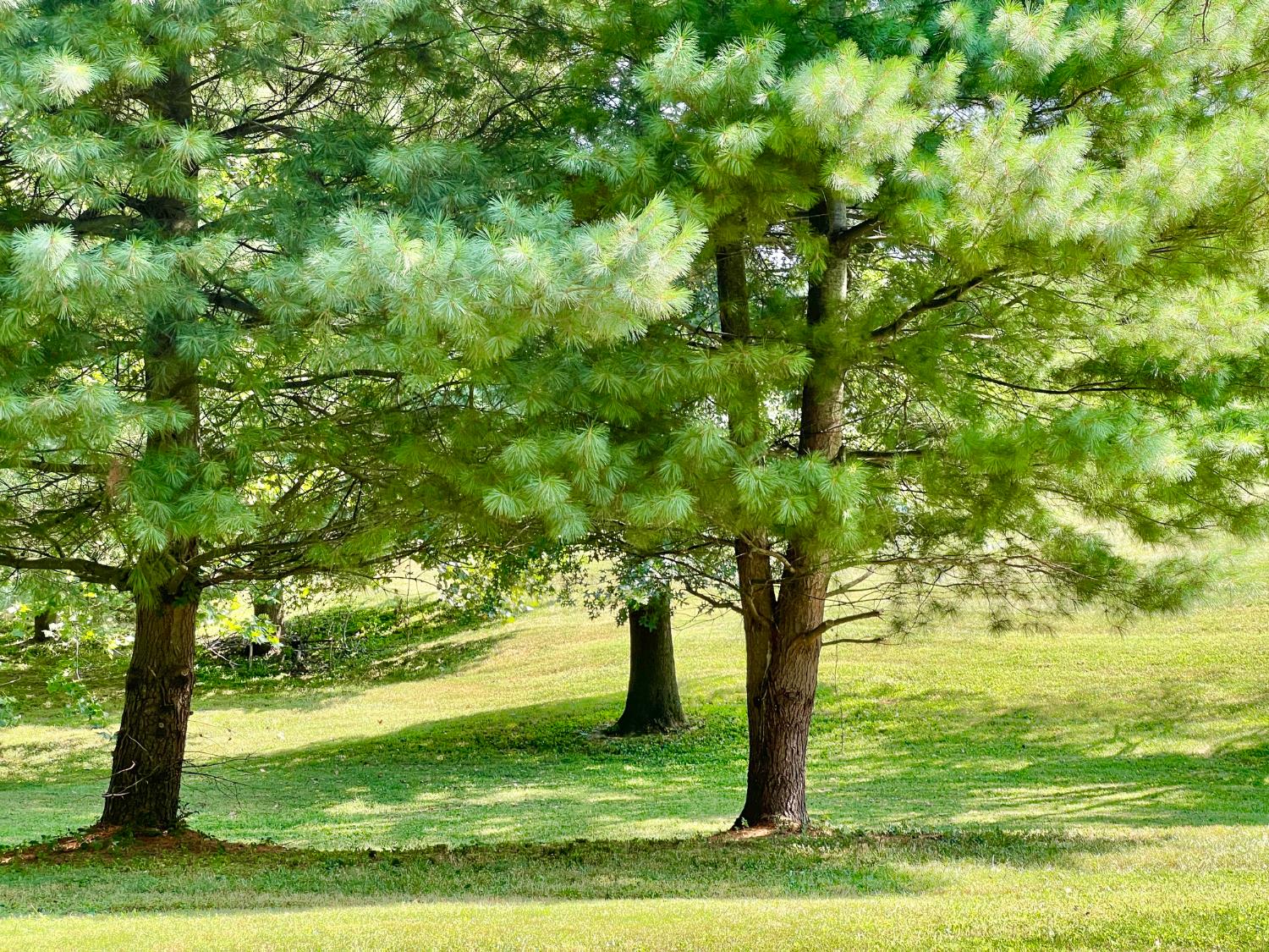 2654 Green Valley Road Vevay, IN 47043 - Photo 23 of 48 Front Yard