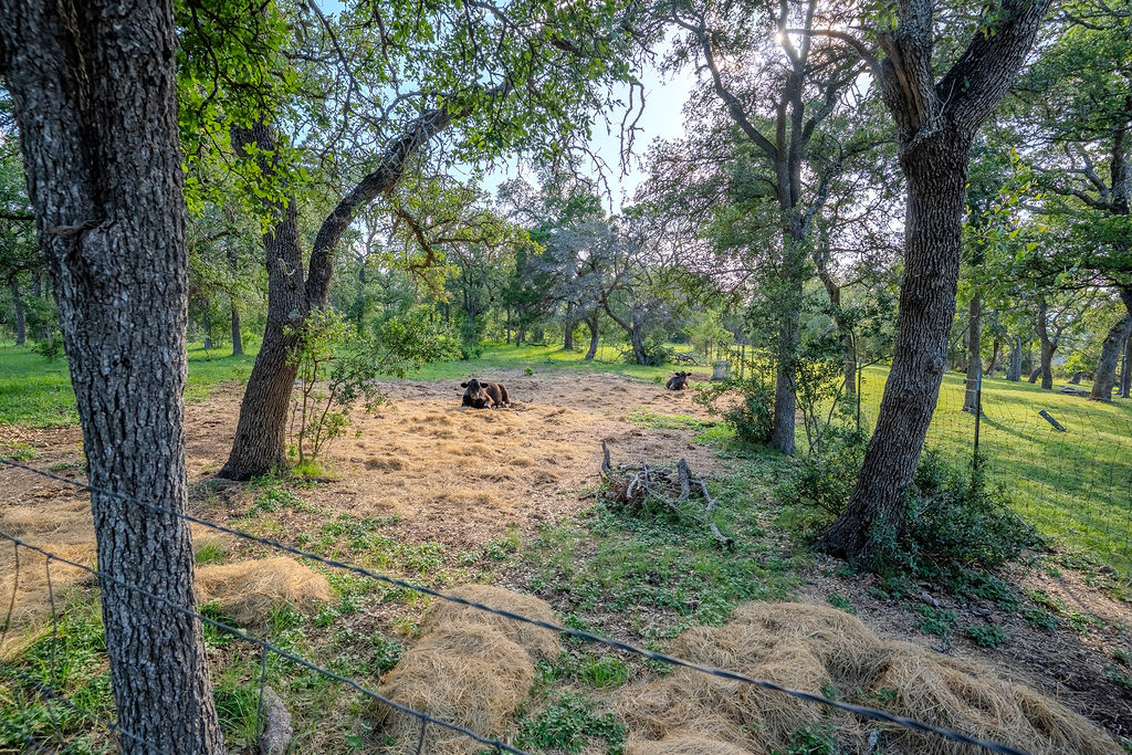 1950 Estrellita Ranch Road Canyon Lake, TX 78133 - Photo 12 of 34 a view of a forest with trees