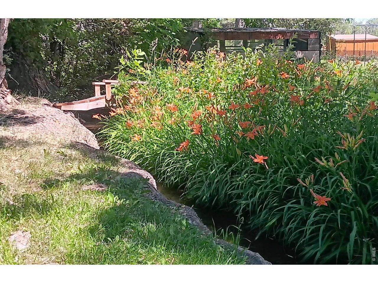 3990 Pleasant Ridge Road Boulder, CO 80301 - Photo 8 of 40 Lilies blooming in June - Farmer's Ditch