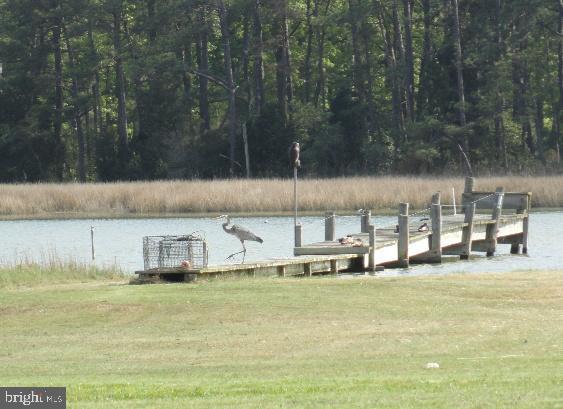 711 Twin Point Cove Road Cambridge, MD 21613 - Photo 38 of 45 Heron