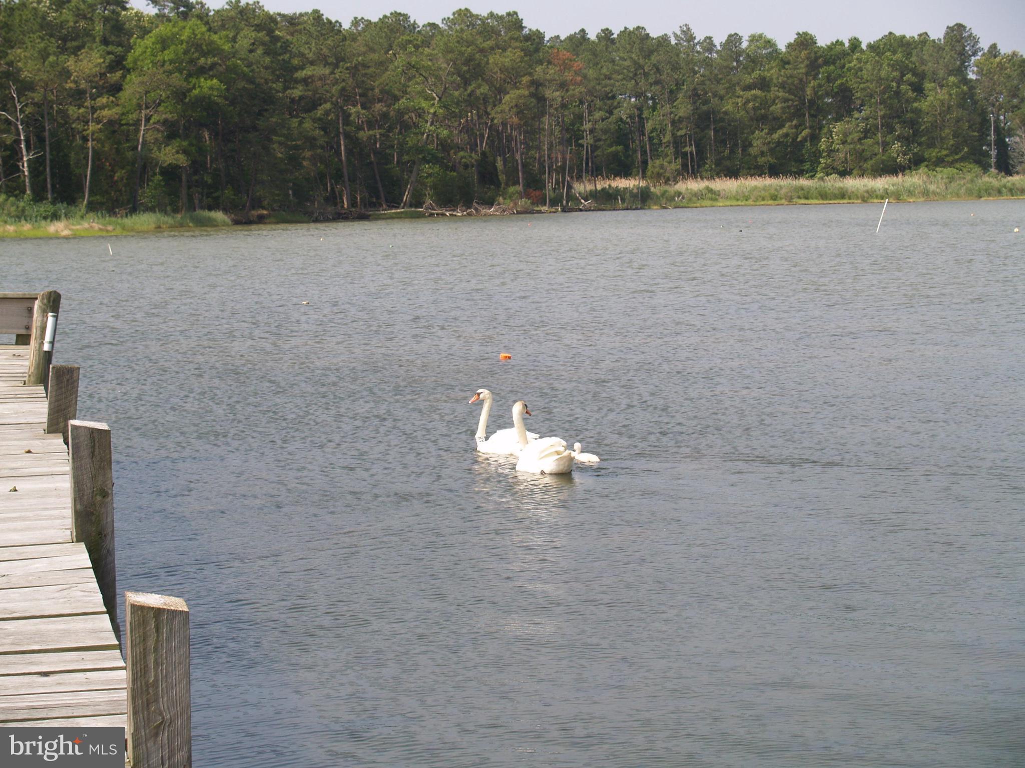 711 Twin Point Cove Road Cambridge, MD 21613 - Photo 39 of 45 Dock - Swans
