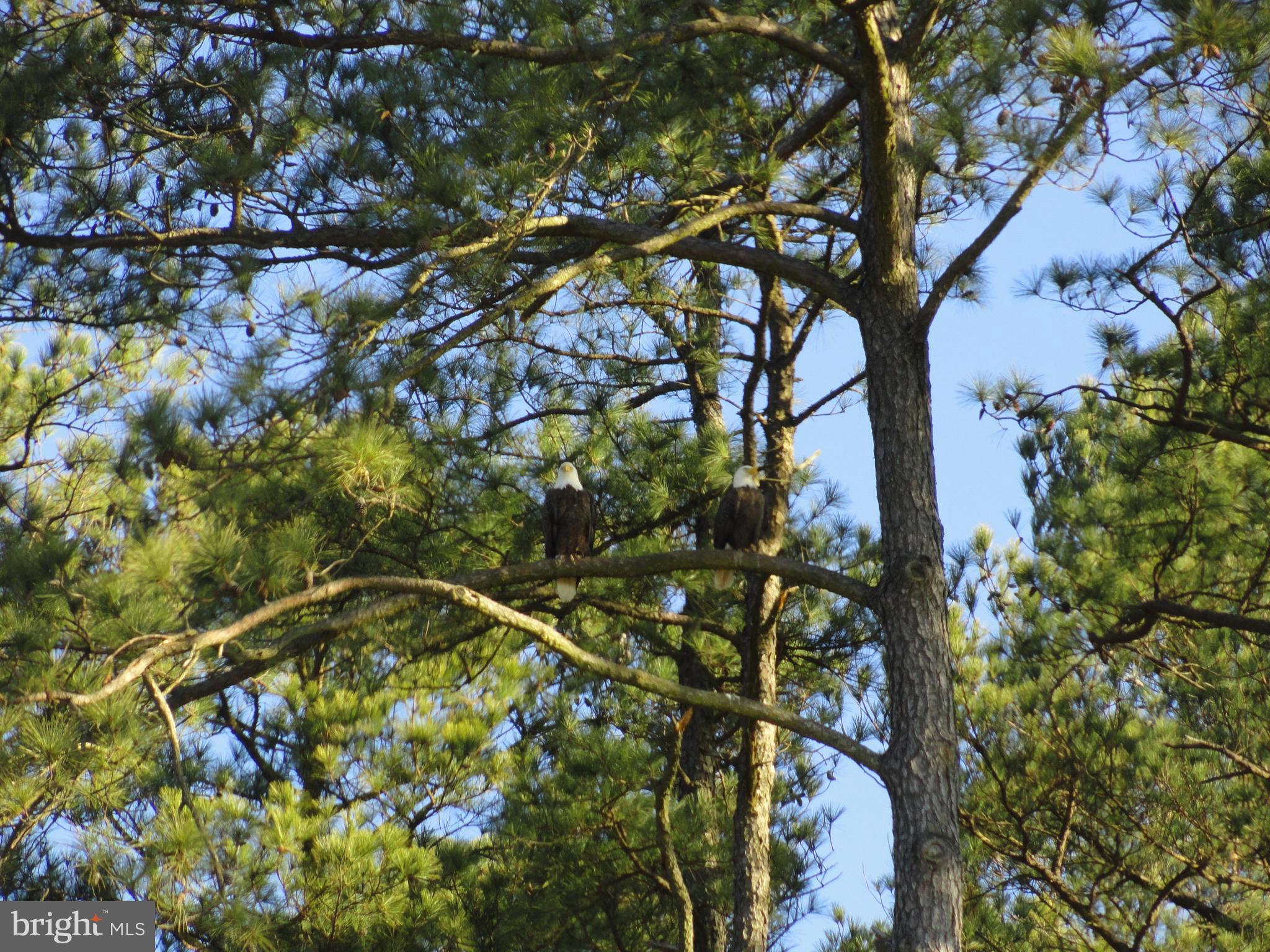 711 Twin Point Cove Road Cambridge, MD 21613 - Photo 41 of 45 American Bald Eagle