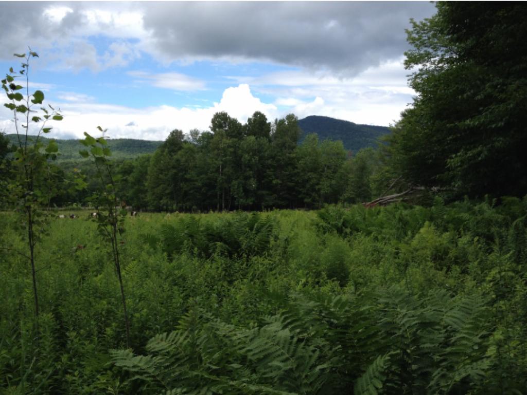 962 East Road Waitsfield, VT 05673 - Photo 11 of 20