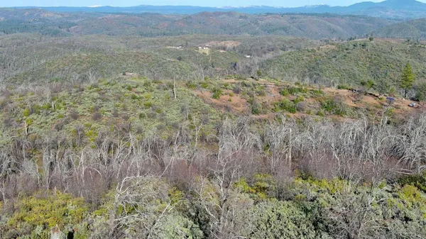 a view of a forest filled with trees