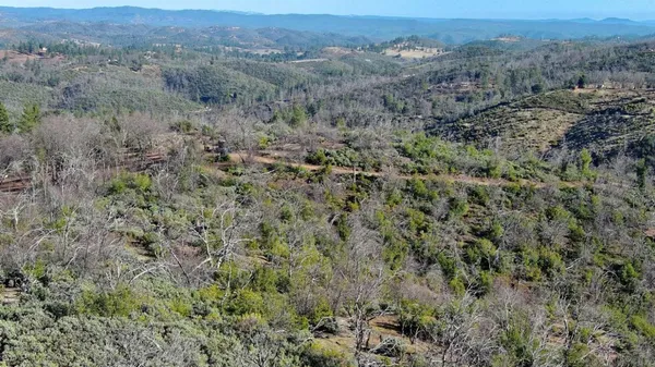 a view of a covered with trees