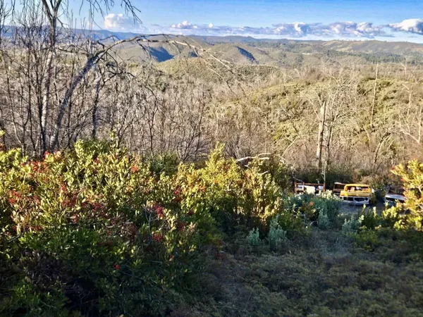 a view of a lush green field with lots of bushes