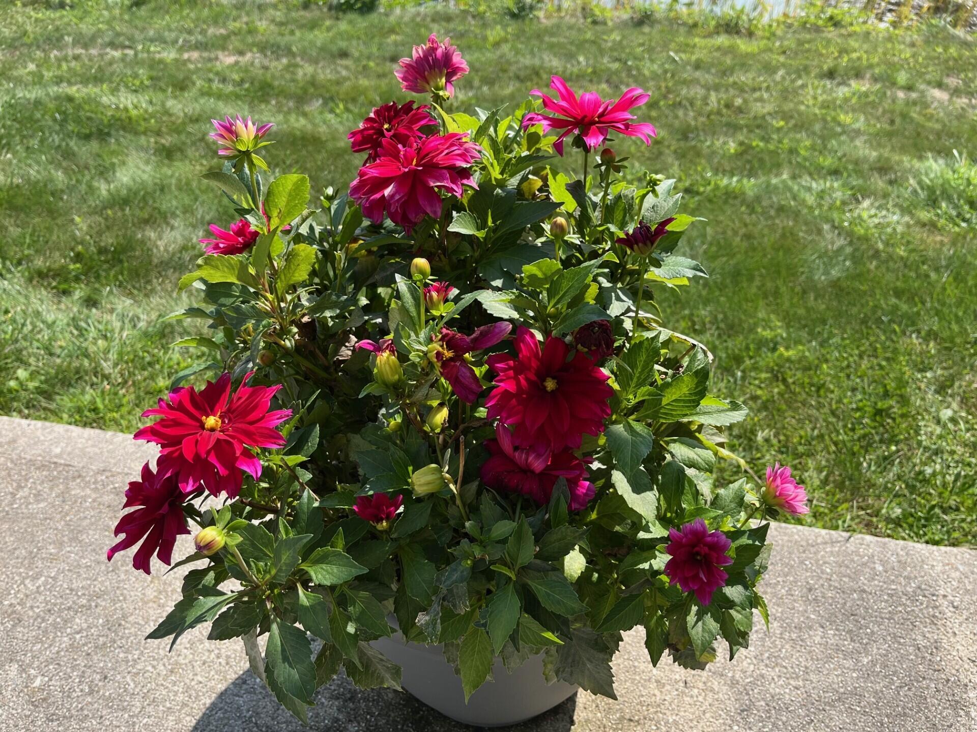 54 Kavanaugh Road, Unit 54 Old Orchard Beach, ME 04064 - Photo 28 of 33 flower 1