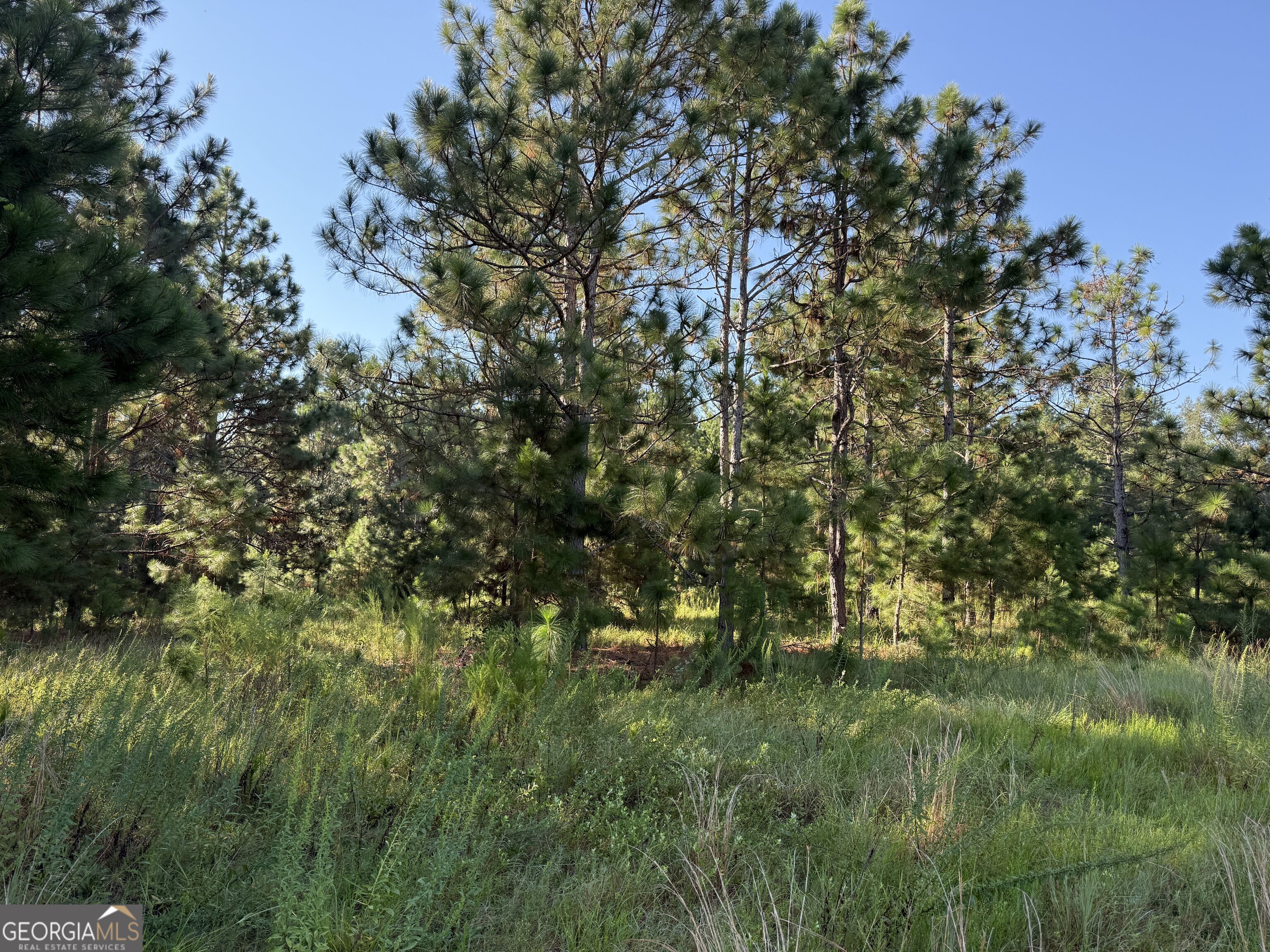0 Sunbury Road, Unit TRACT 4 Claxton, GA 30417 - Photo 5 of 8 a view of a lush green forest