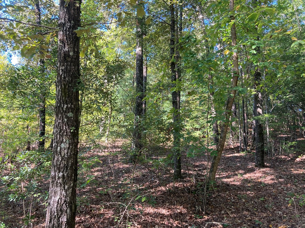 201 Massey Road Cusseta, GA 31805 - Photo 6 of 8 Gallery Image 6