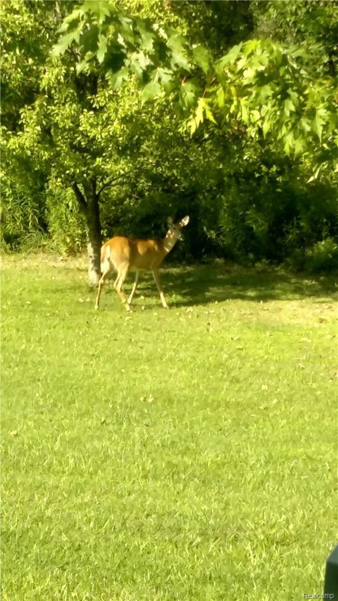 8879 Willits Road Mayville, MI 48744 - Photo 31 of 35 Wildlife 1.2