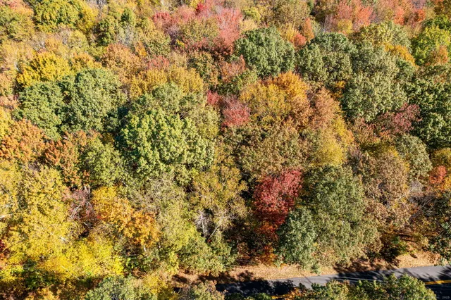 a view of a tree with a yard