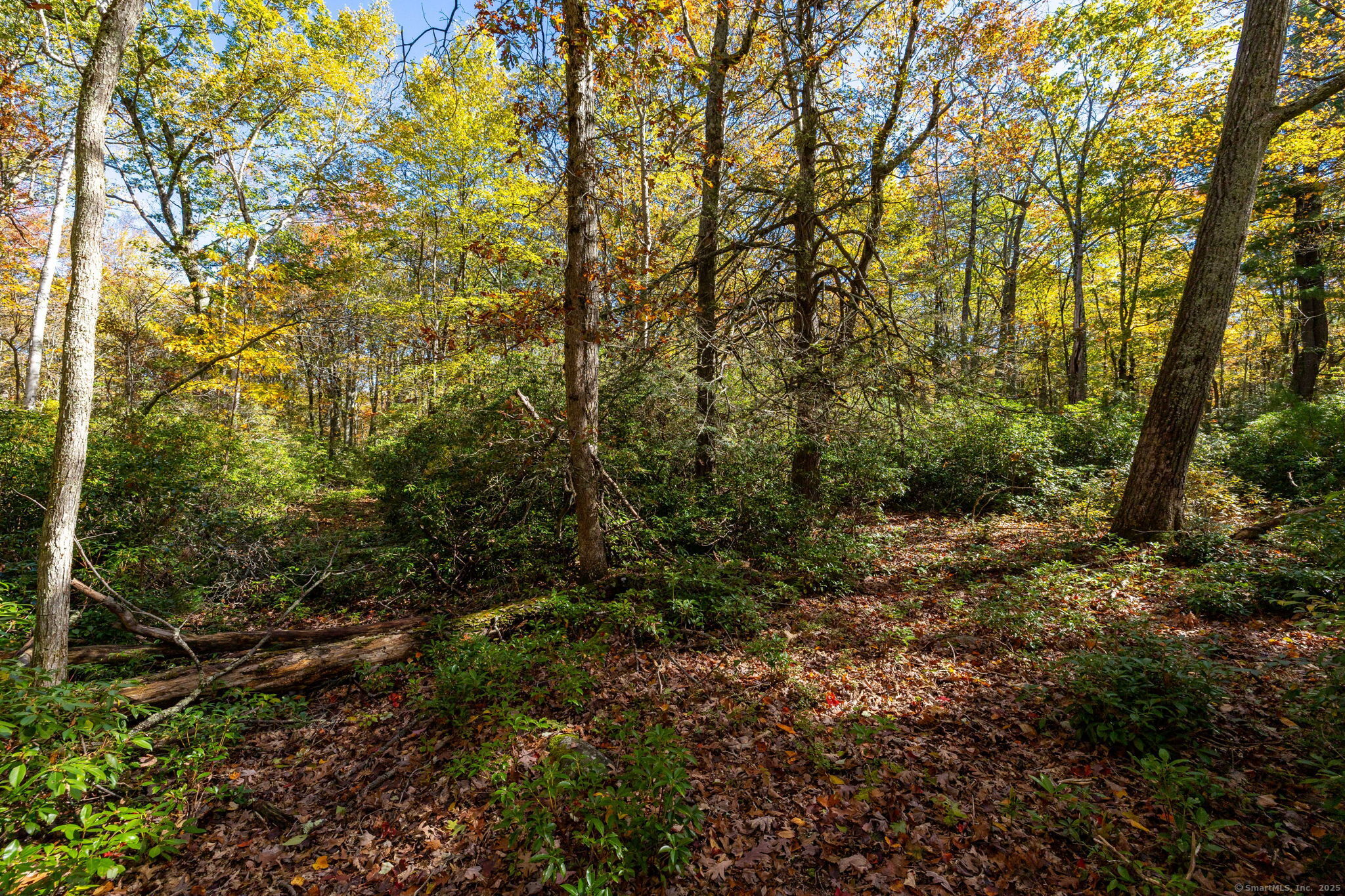 20 Edgerton Road Granby, CT 06090 - Photo 8 of 32 a view of a forest with trees in front of it