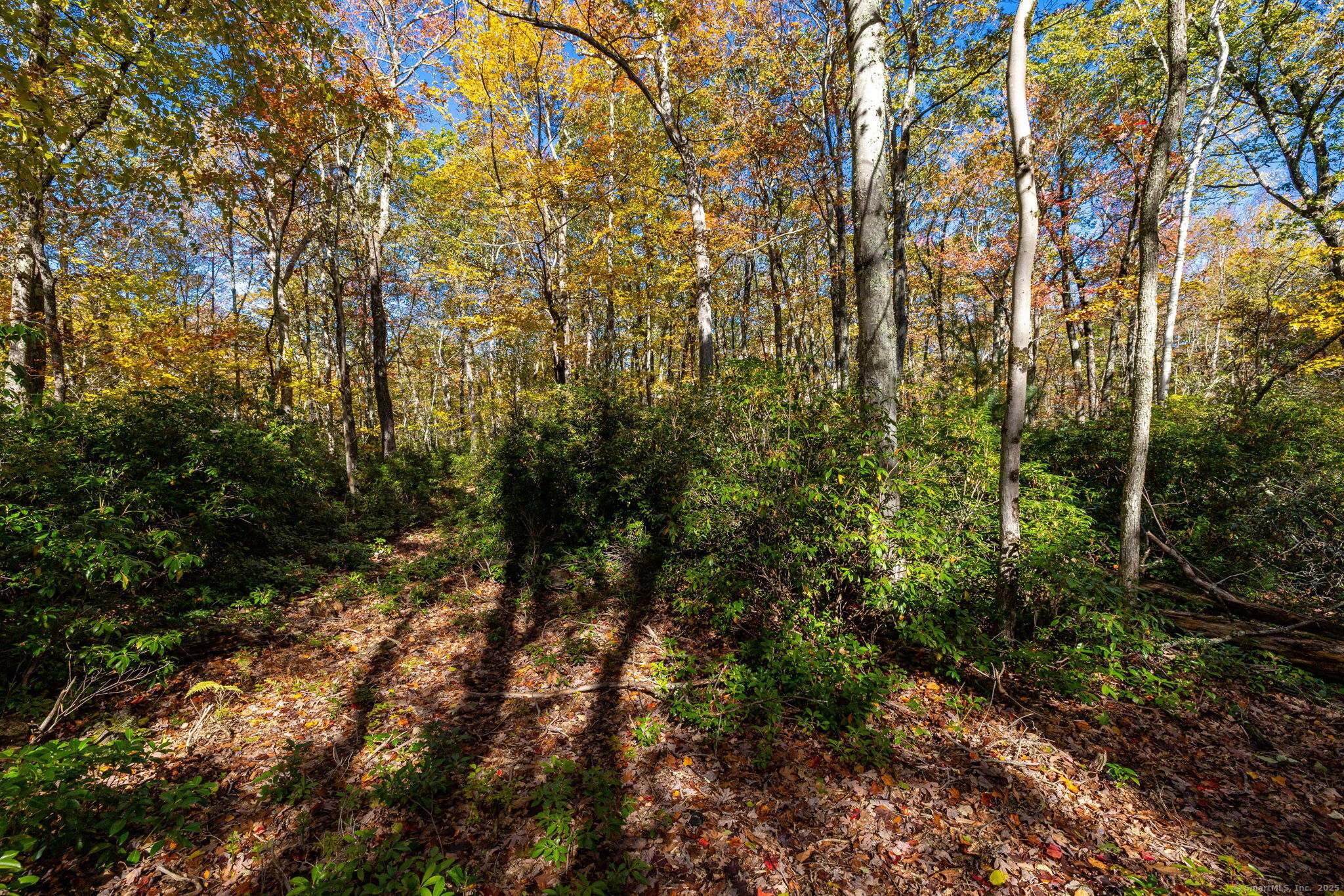 20 Edgerton Road Granby, CT 06090 - Photo 9 of 32 a view of a forest with trees