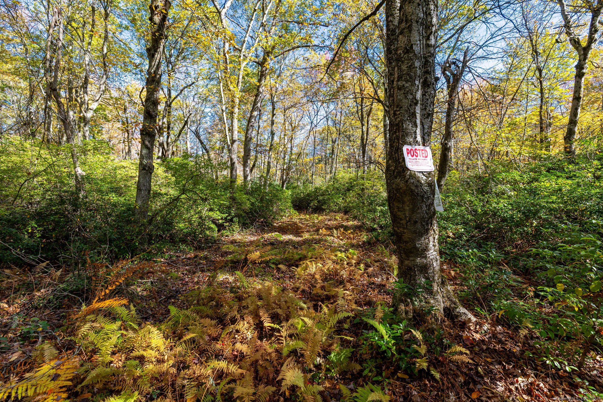 20 Edgerton Road Granby, CT 06090 - Photo 10 of 32 a view of a tree with lots of trees