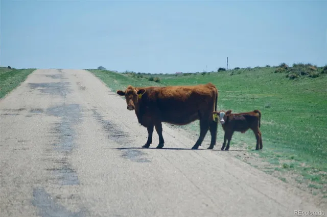 a front view of house with yard and seating space