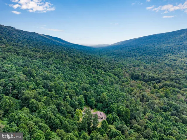 a view of a lush green forest with lots of trees