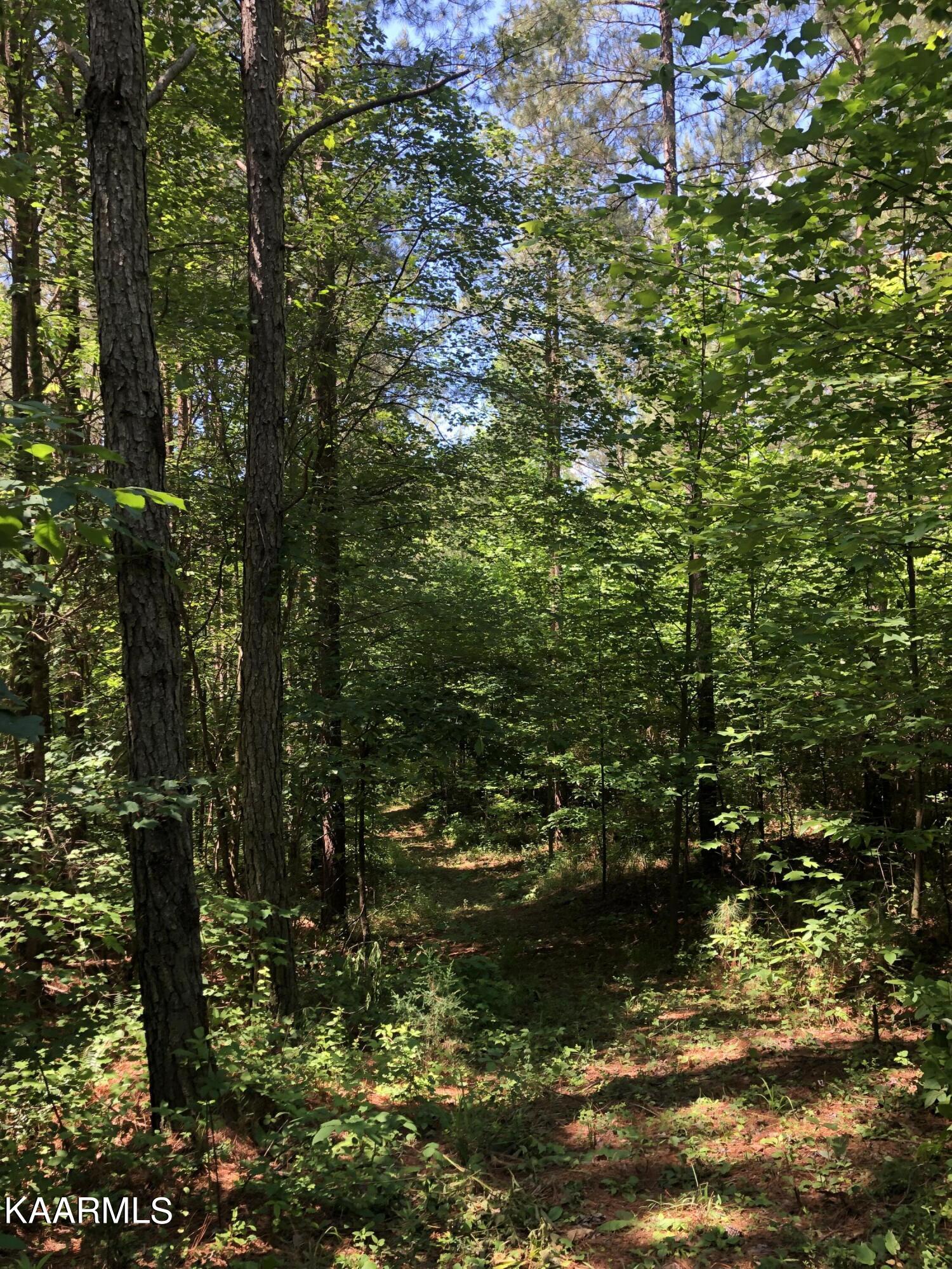 0 County Road 184 Road Athens, TN 37303 - Photo 15 of 28 52E5938E-9BF3-4131-B5E2-4456256B5348