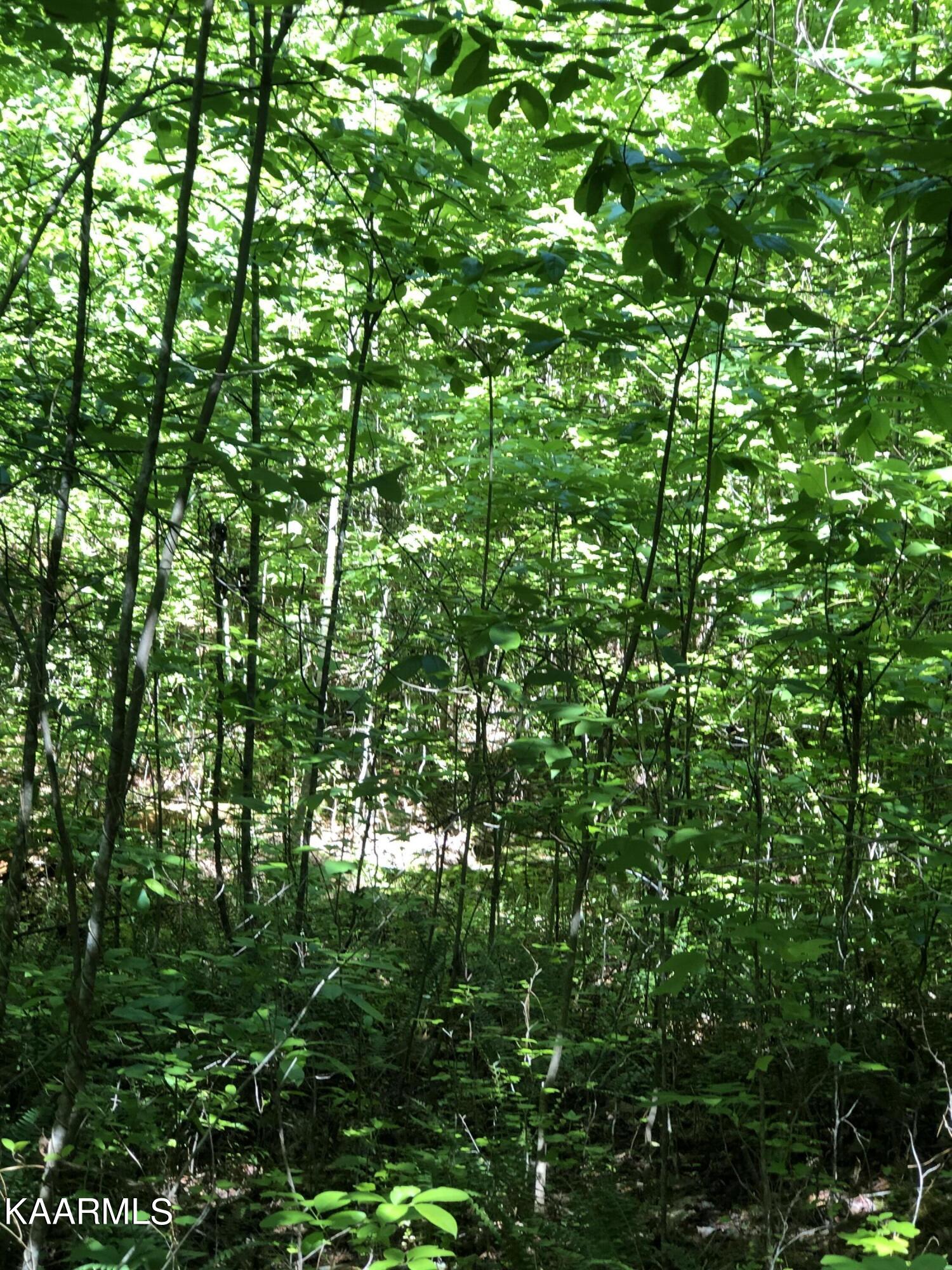 0 County Road 184 Road Athens, TN 37303 - Photo 27 of 28 74542526-BDBB-4581-986B-31BCF1984E5E